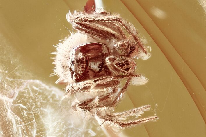 Detailed Fossil Spider (Araneae) In Baltic Amber #352950